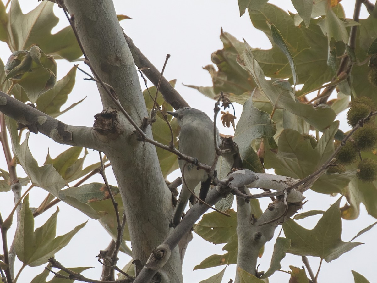 Cassin's/Plumbeous Vireo - ML382194751