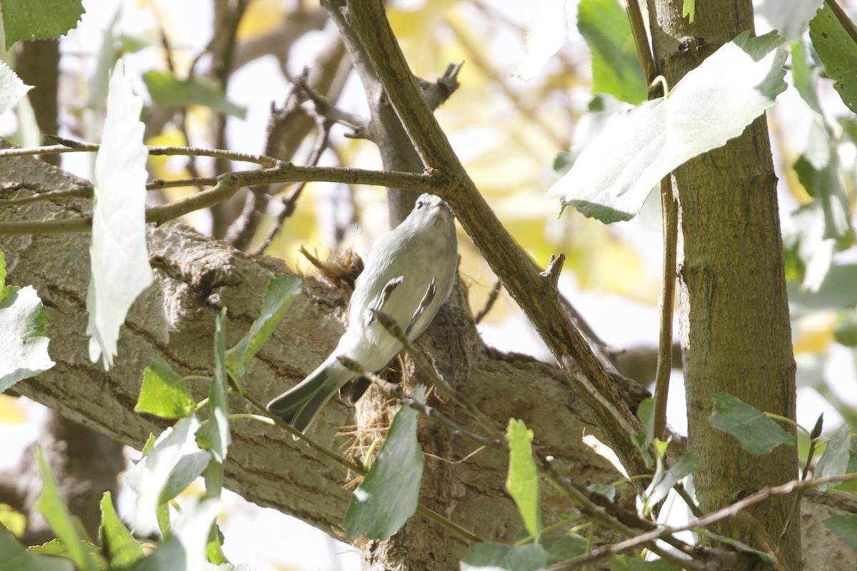 Cassin's/Plumbeous Vireo - Mike Sanders