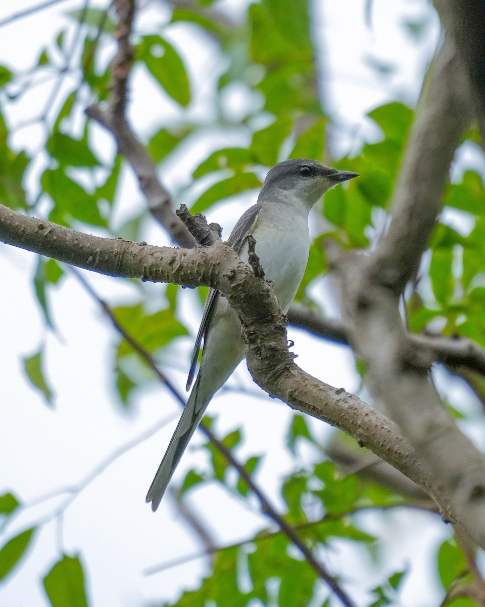 Ashy Minivet - ML382196021