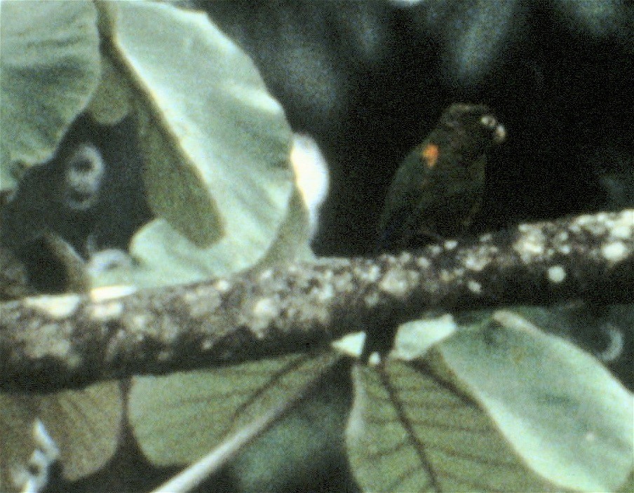 Fiery-shouldered Parakeet - ML38219621