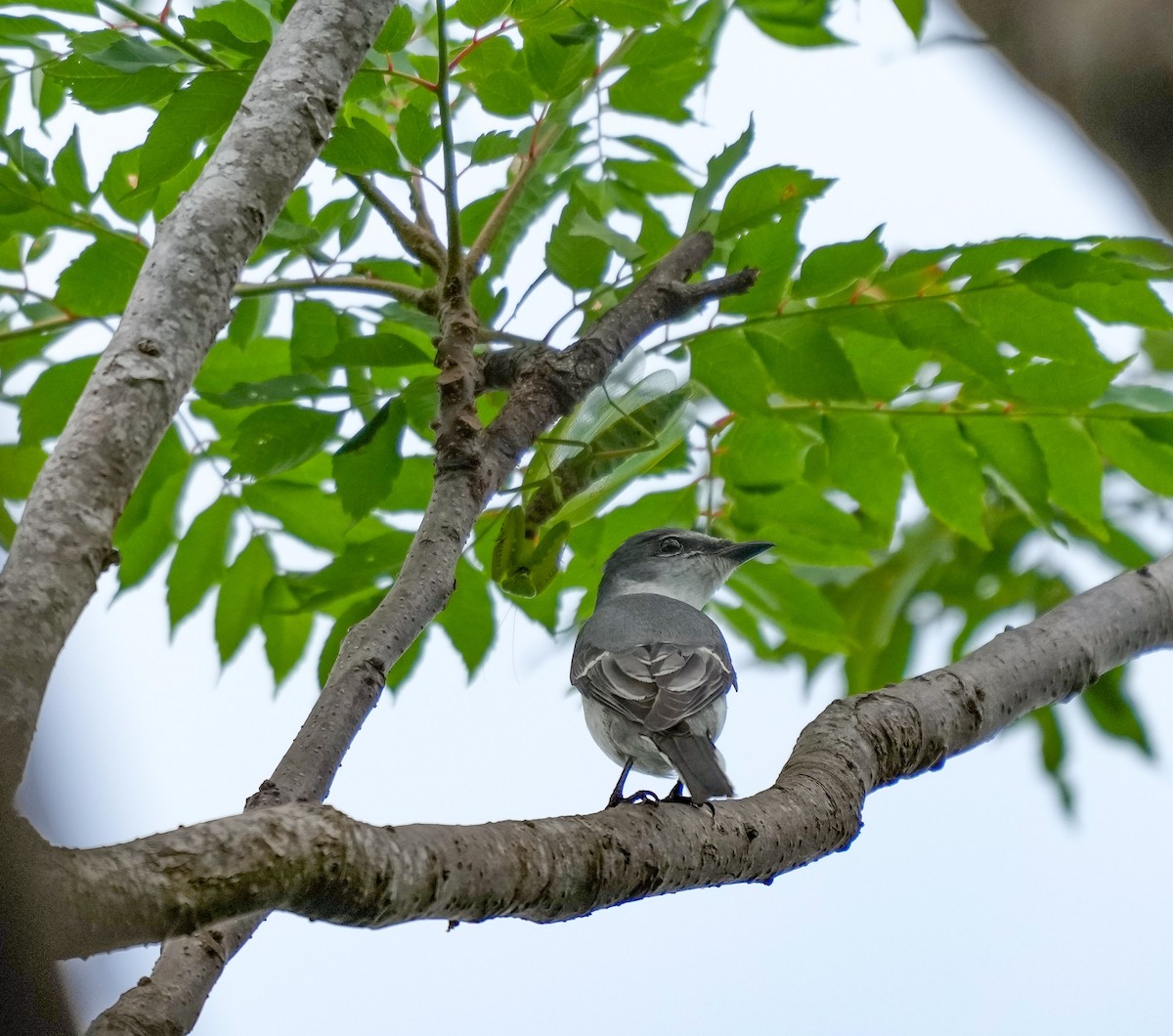 Ashy Minivet - Yi Ming（逸明） Chen（陳）