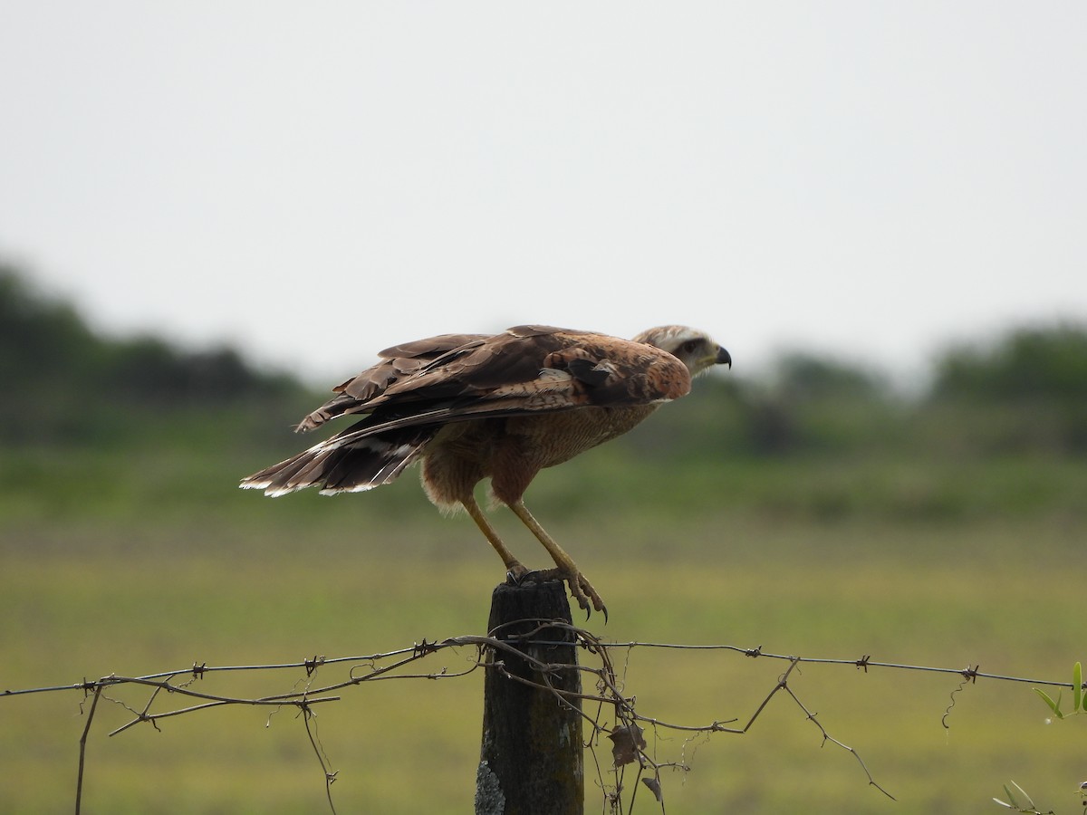 Savanna Hawk - ML382197291