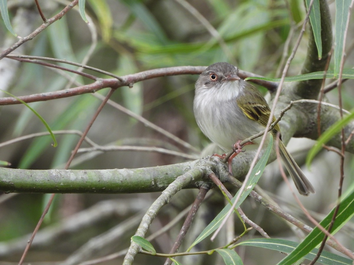 Pearly-vented Tody-Tyrant - ML382197861