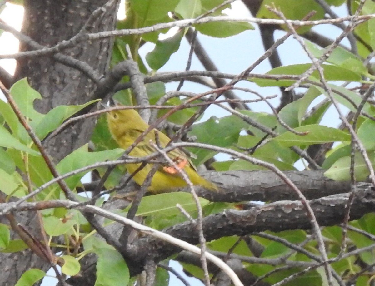 Yellow Warbler - ML382199251
