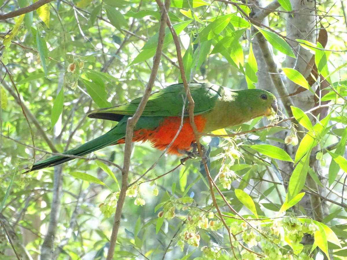 Australian King-Parrot - ML382199351
