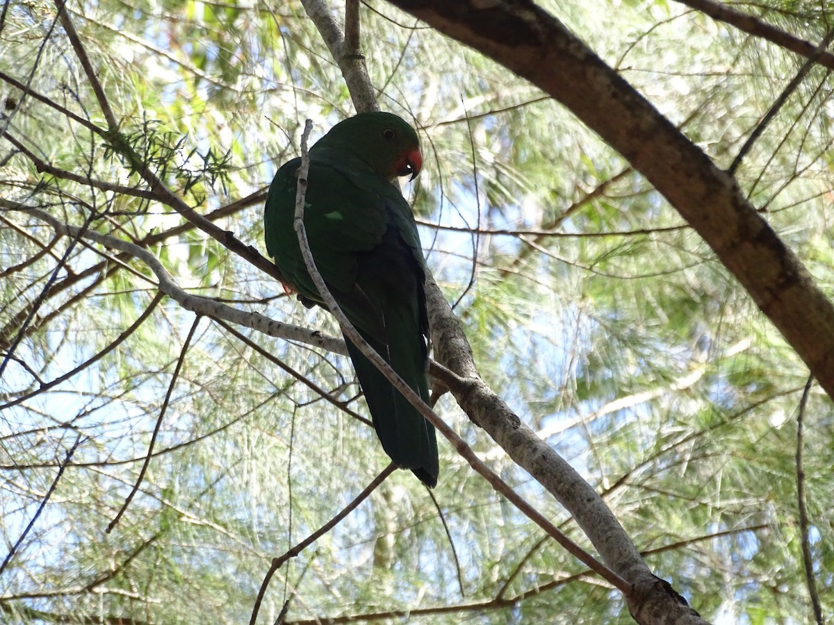 Australian King-Parrot - ML382199601