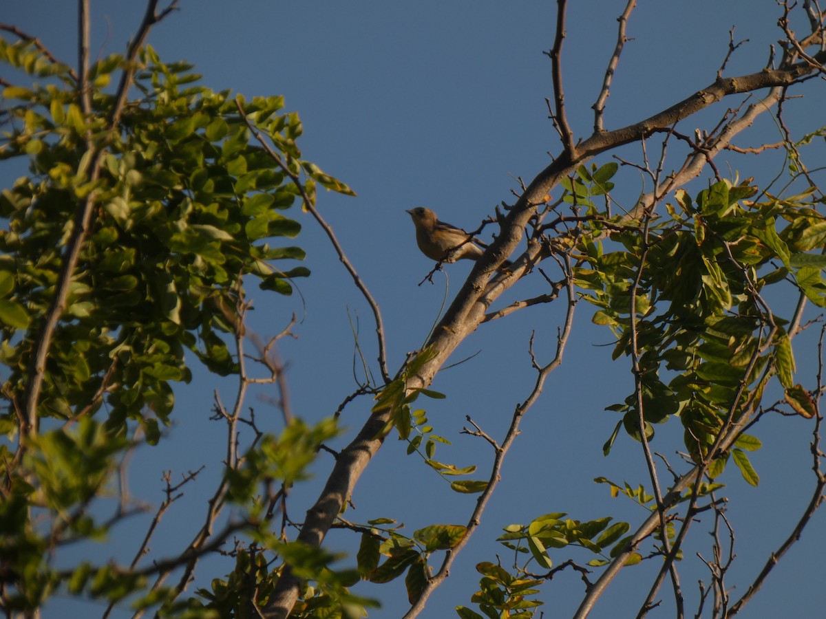 Yellow-rumped Warbler - Jasen Liu