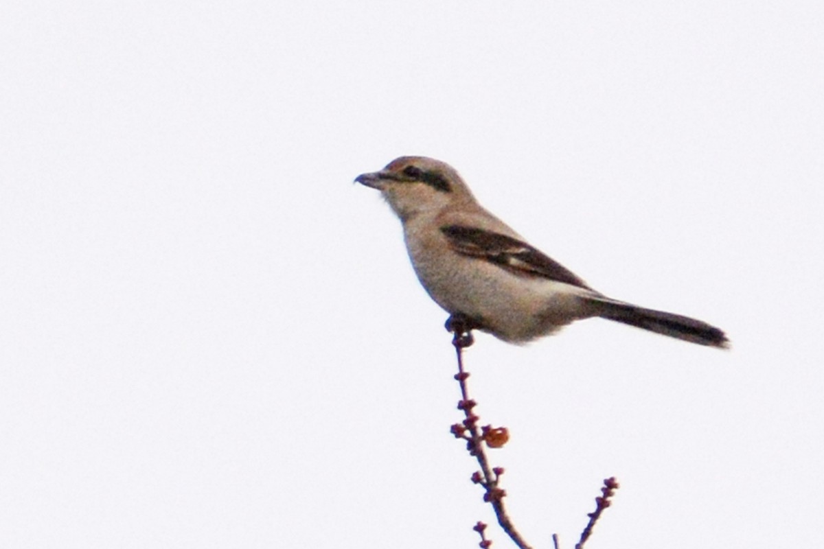 Northern Shrike (American) - Marie O'Neill