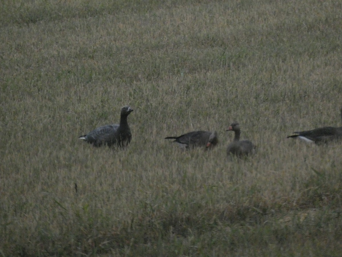 Emperor Goose - ML382201291