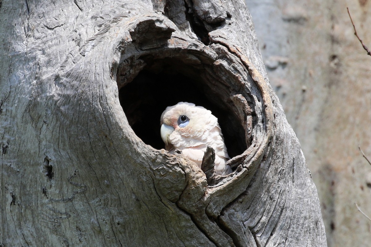 Little Corella - ML382201491