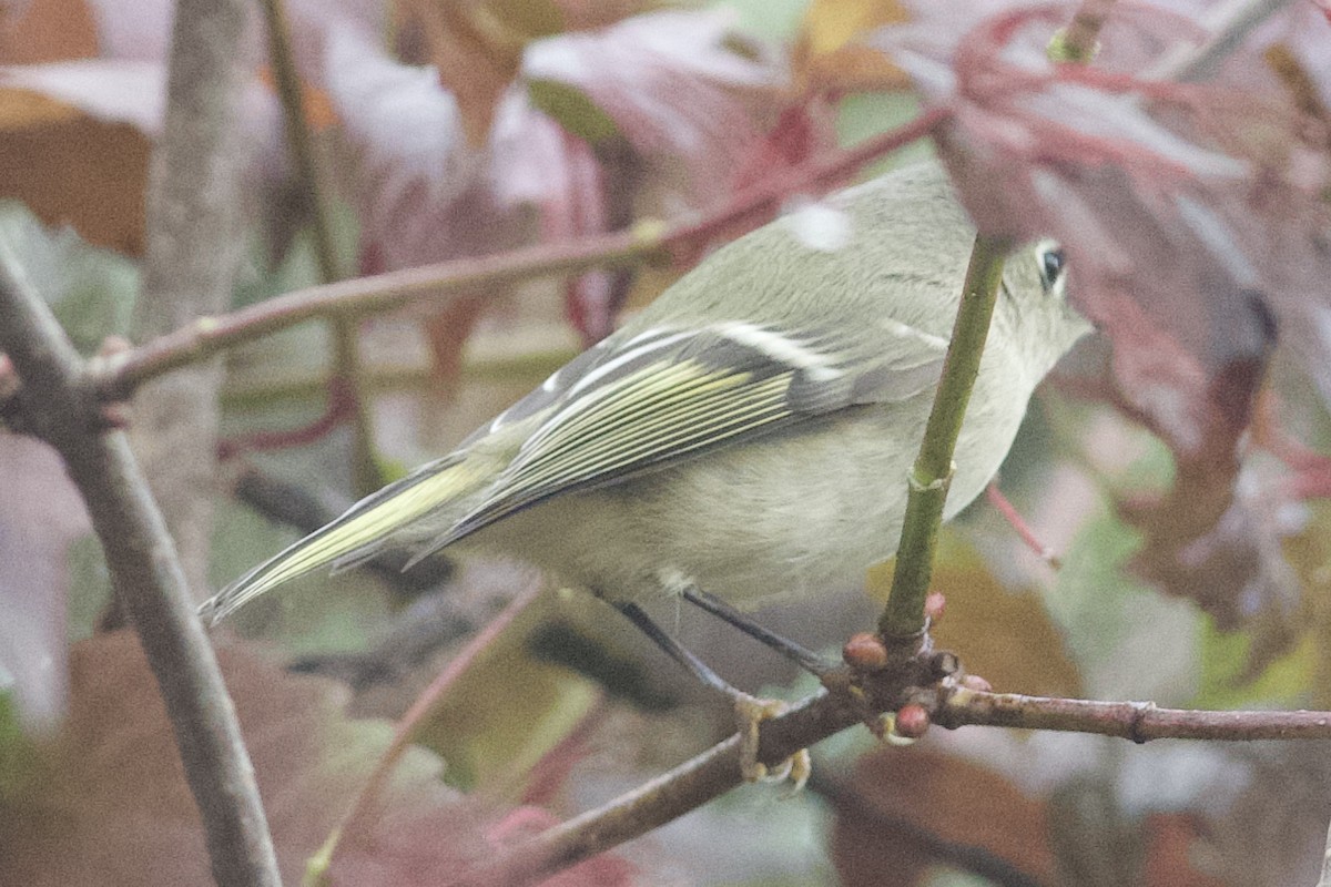 Ruby-crowned Kinglet - Brandon Trentler