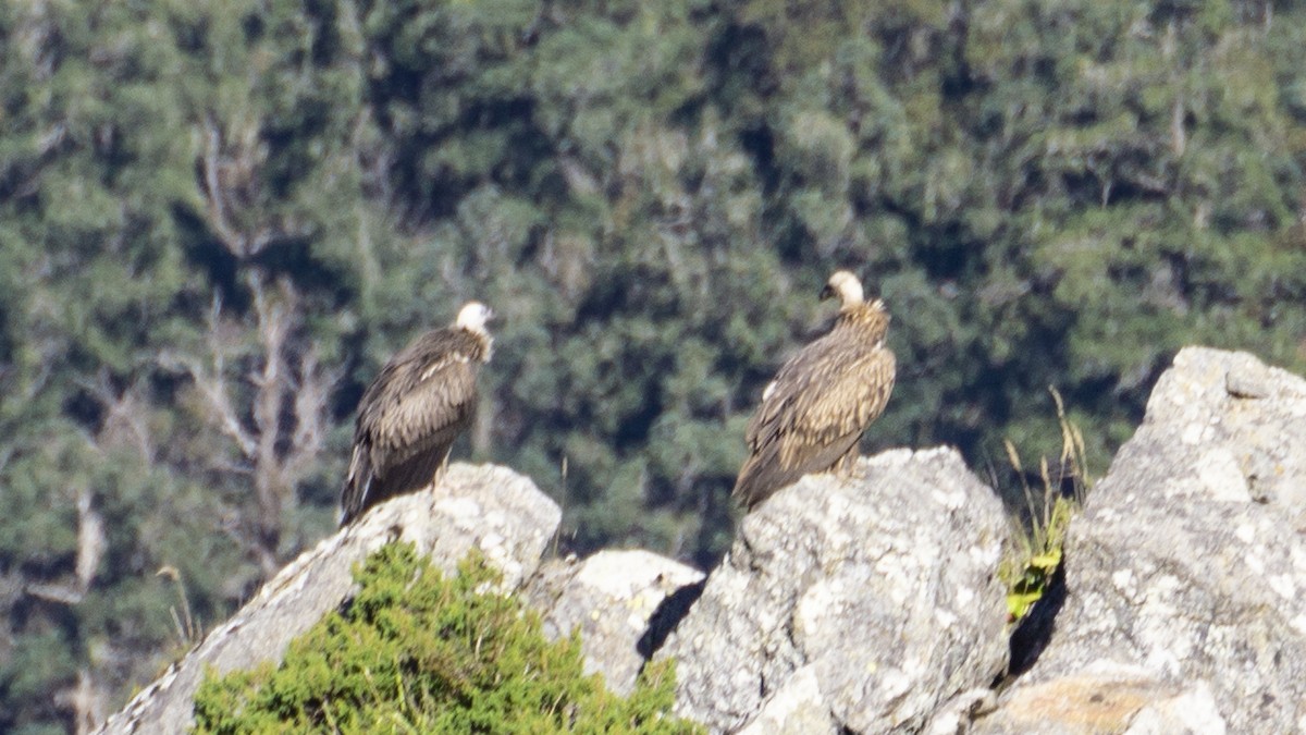 Himalayan Griffon - ML382203261