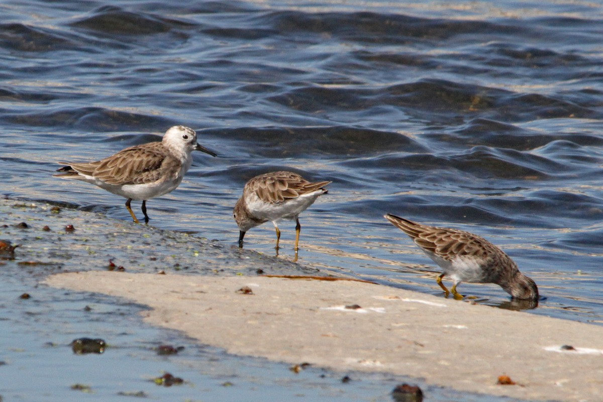 Least Sandpiper - ML382203321