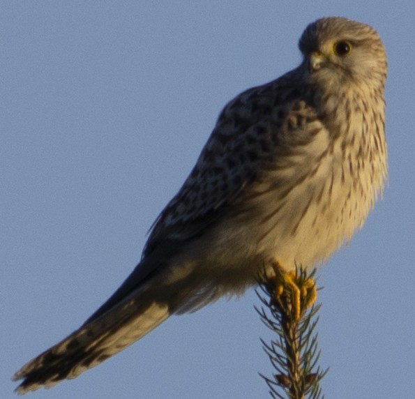 Eurasian Kestrel - ML382203451
