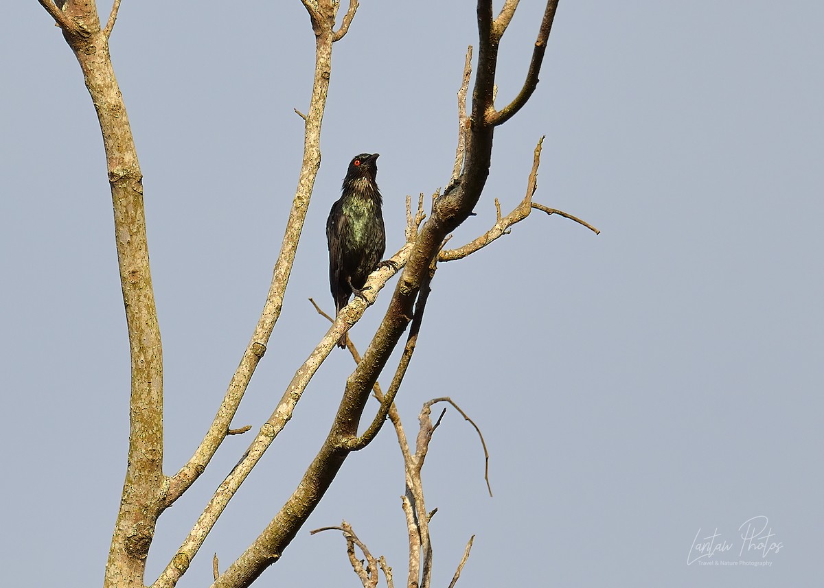 Short-tailed Starling - ML382205521