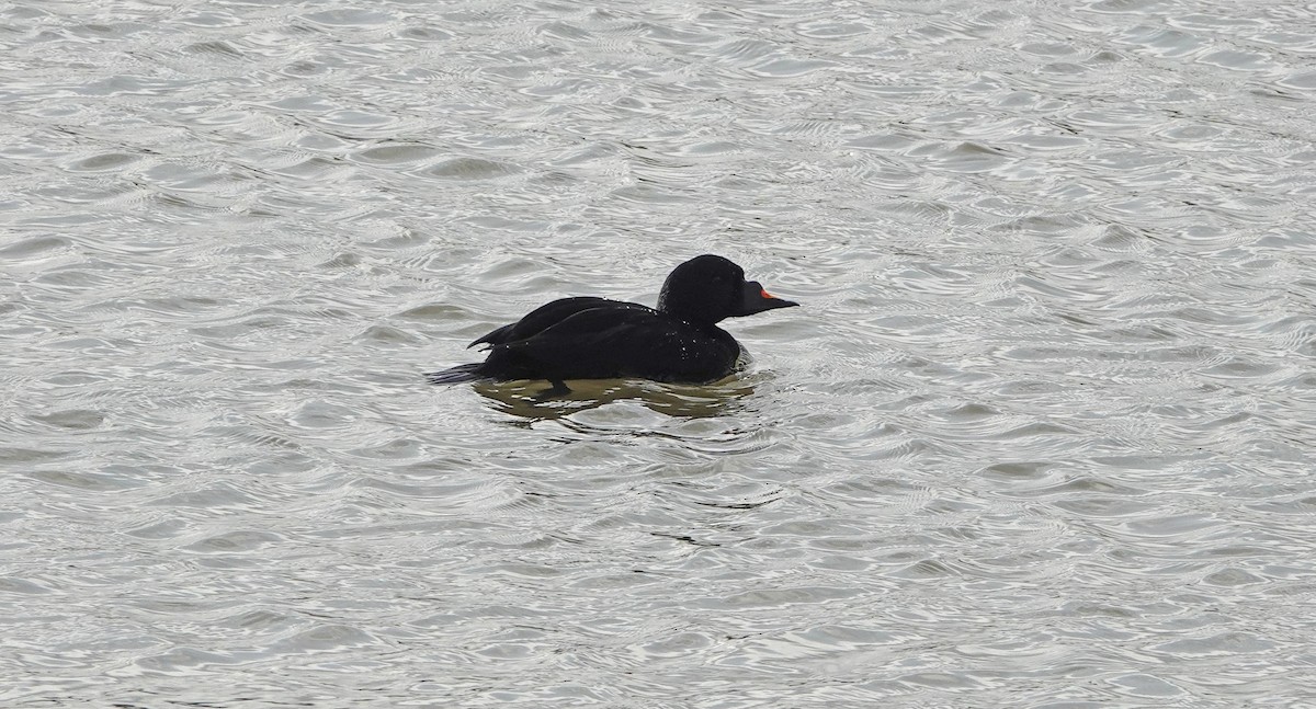 Common Scoter - ML382205931