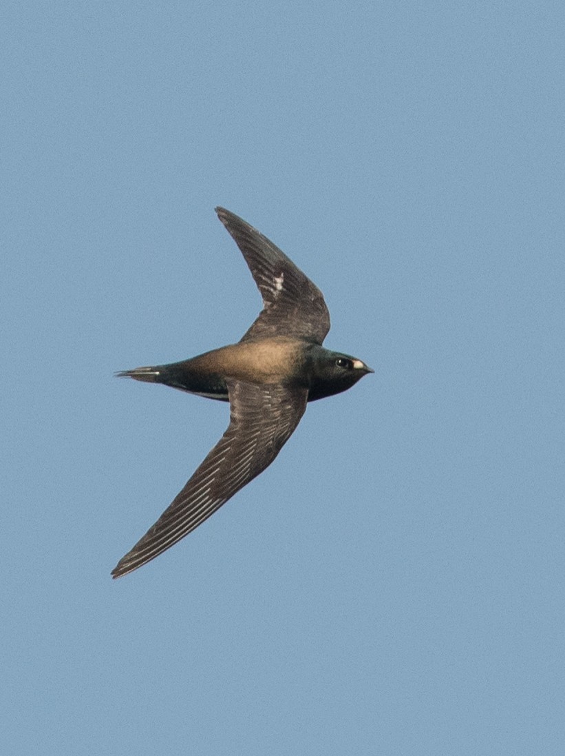 Brown-backed Needletail - ML382206861