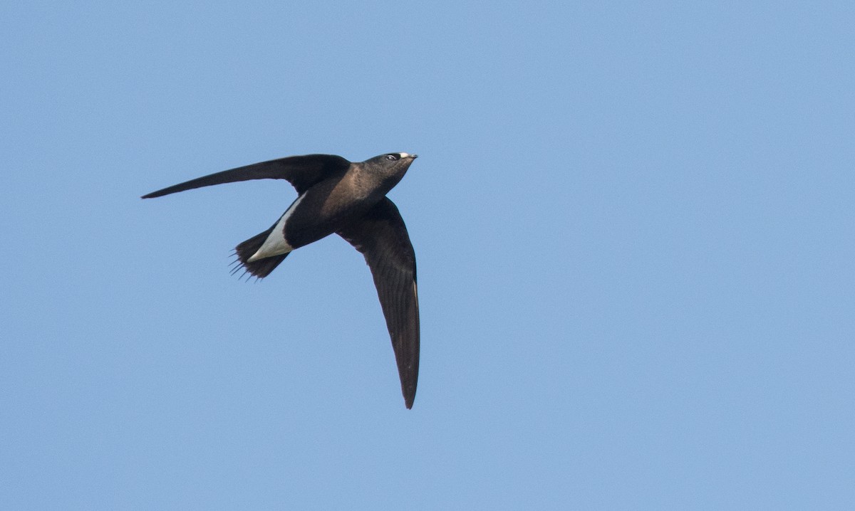 Brown-backed Needletail - ML382206911