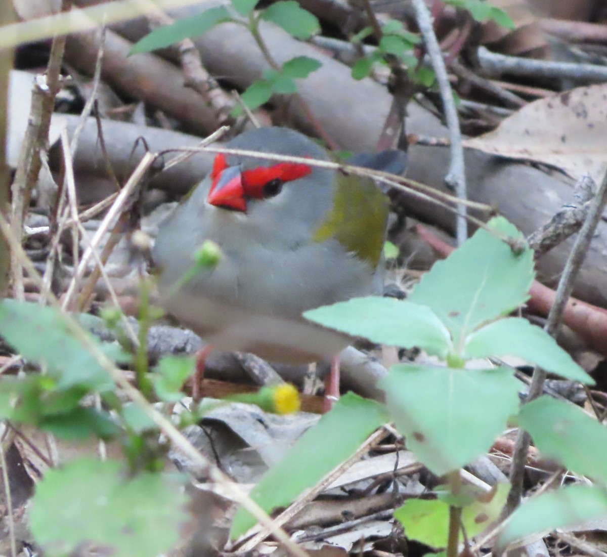 Red-browed Firetail - ML382206941