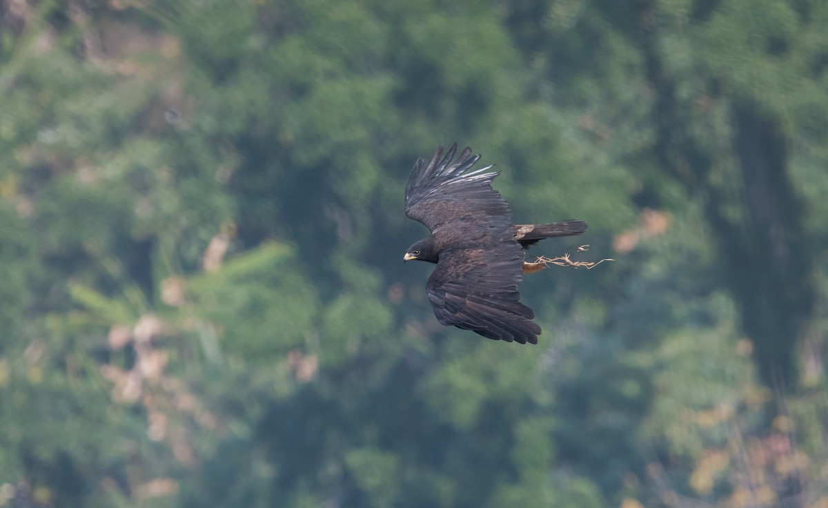 Águila Milana - ML382206971