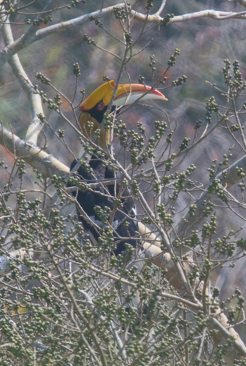 Great Hornbill - ML382207001