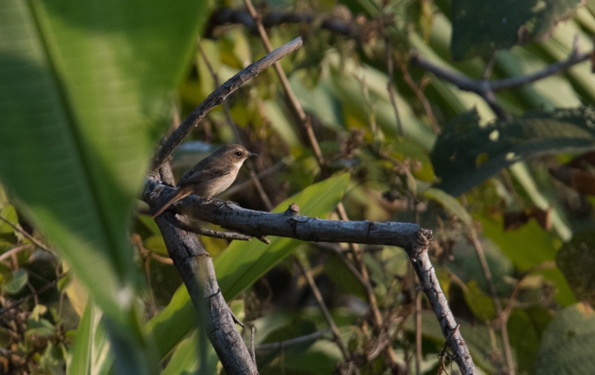 Gray Bushchat - Shahad Raju