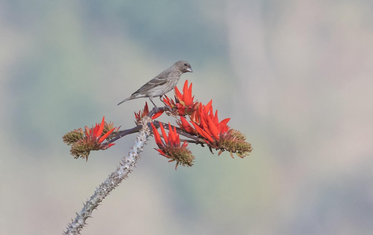 Common Rosefinch - ML382207551