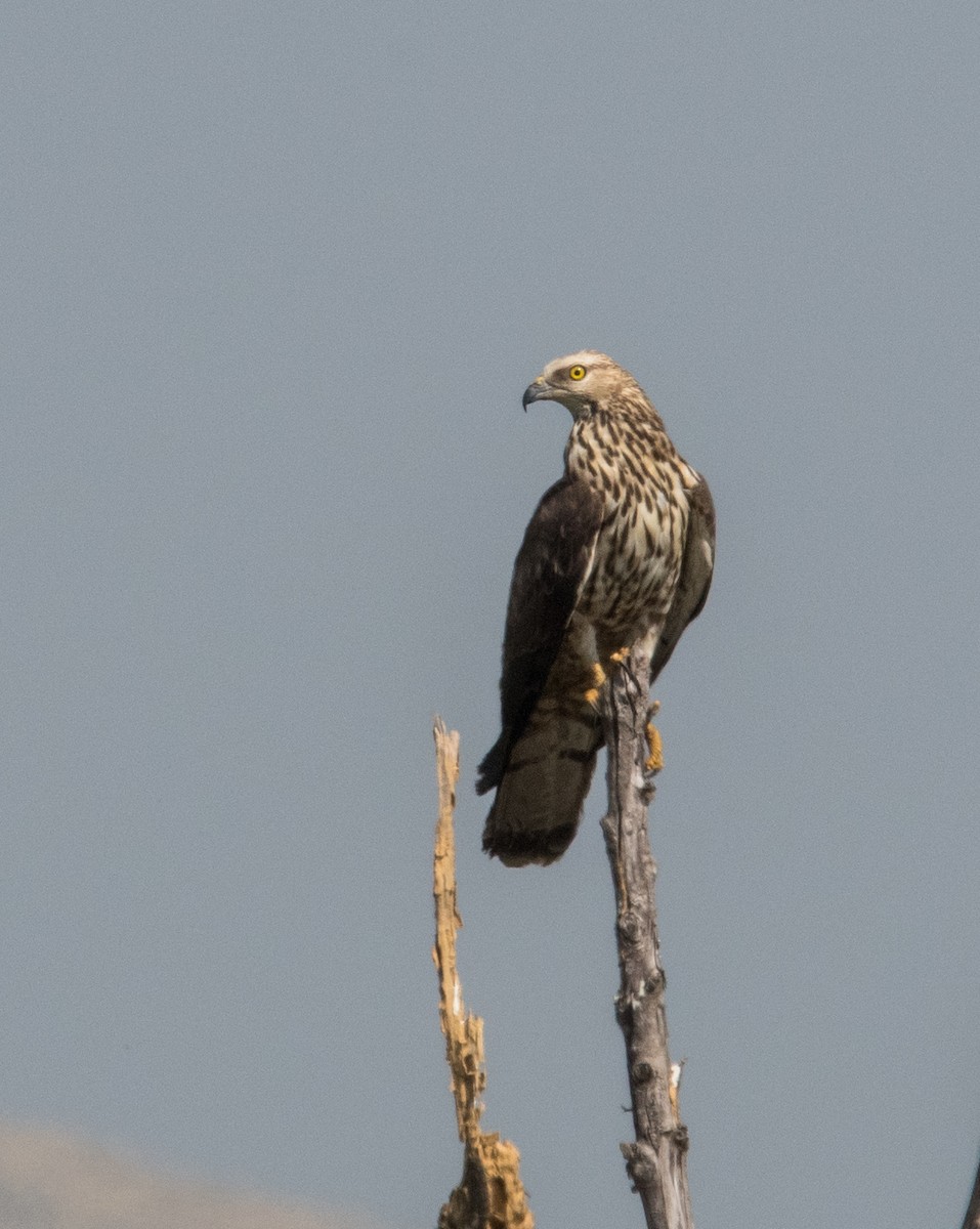 Oriental Honey-buzzard - ML382207601