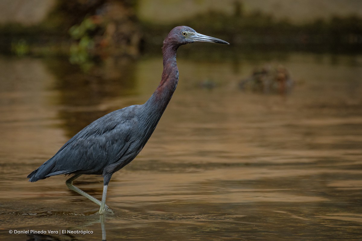 Little Blue Heron - ML382207881