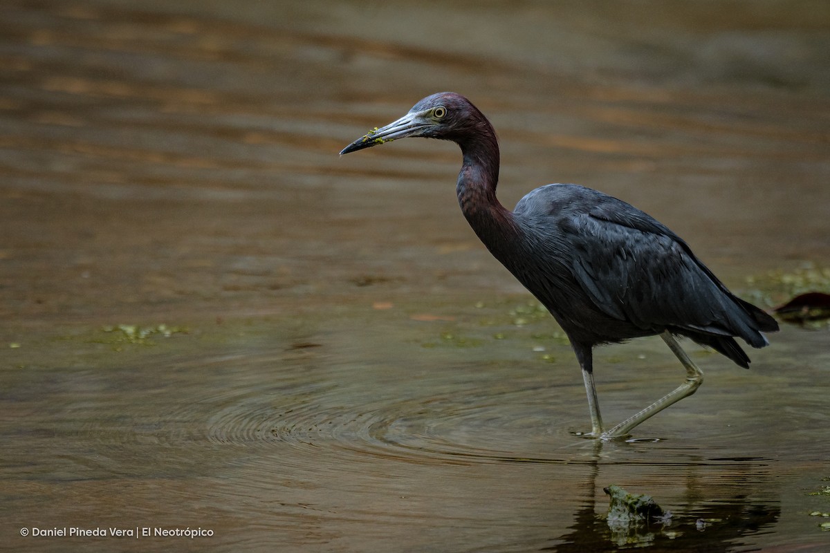 Little Blue Heron - ML382207911