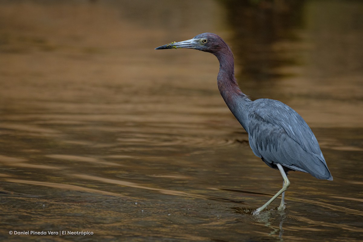 Little Blue Heron - ML382208001