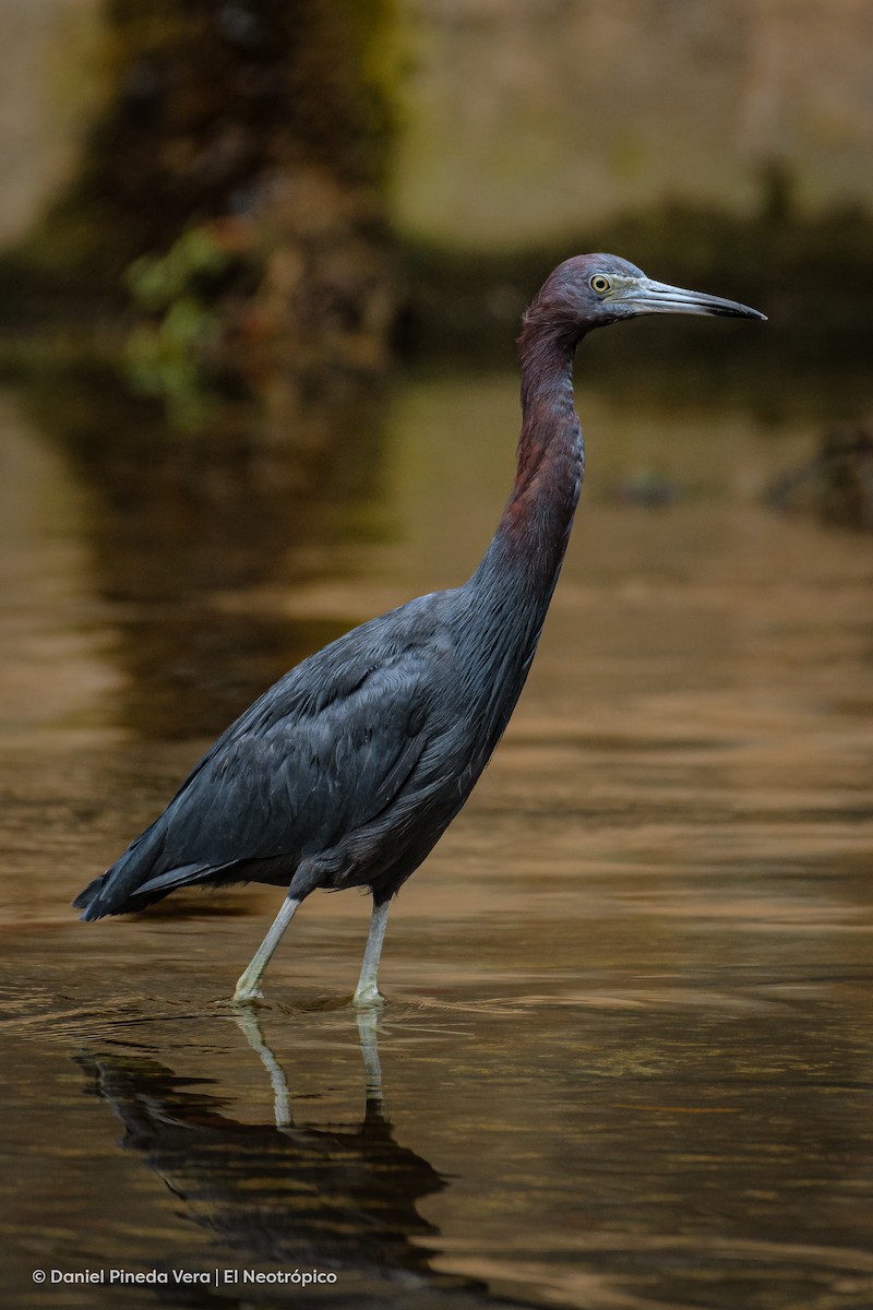 Little Blue Heron - ML382208051