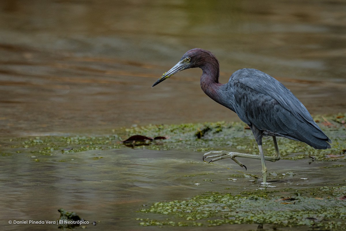 Little Blue Heron - ML382208071