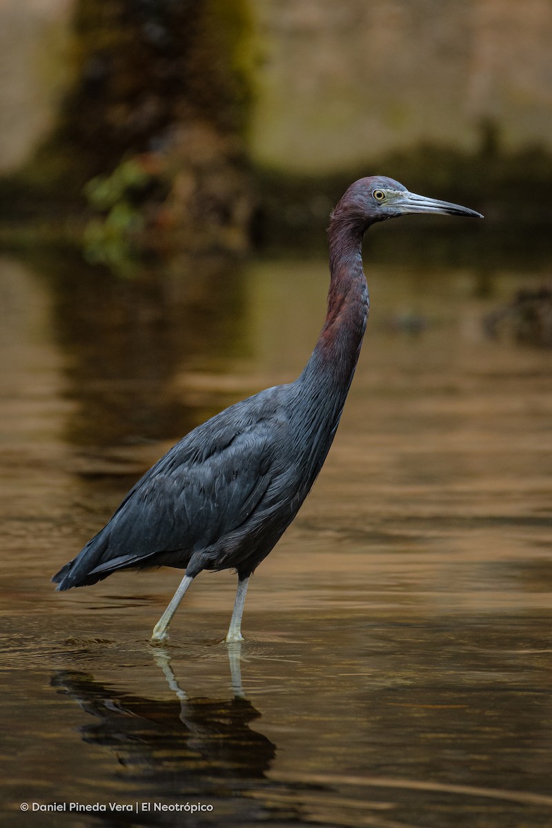 Little Blue Heron - ML382208081