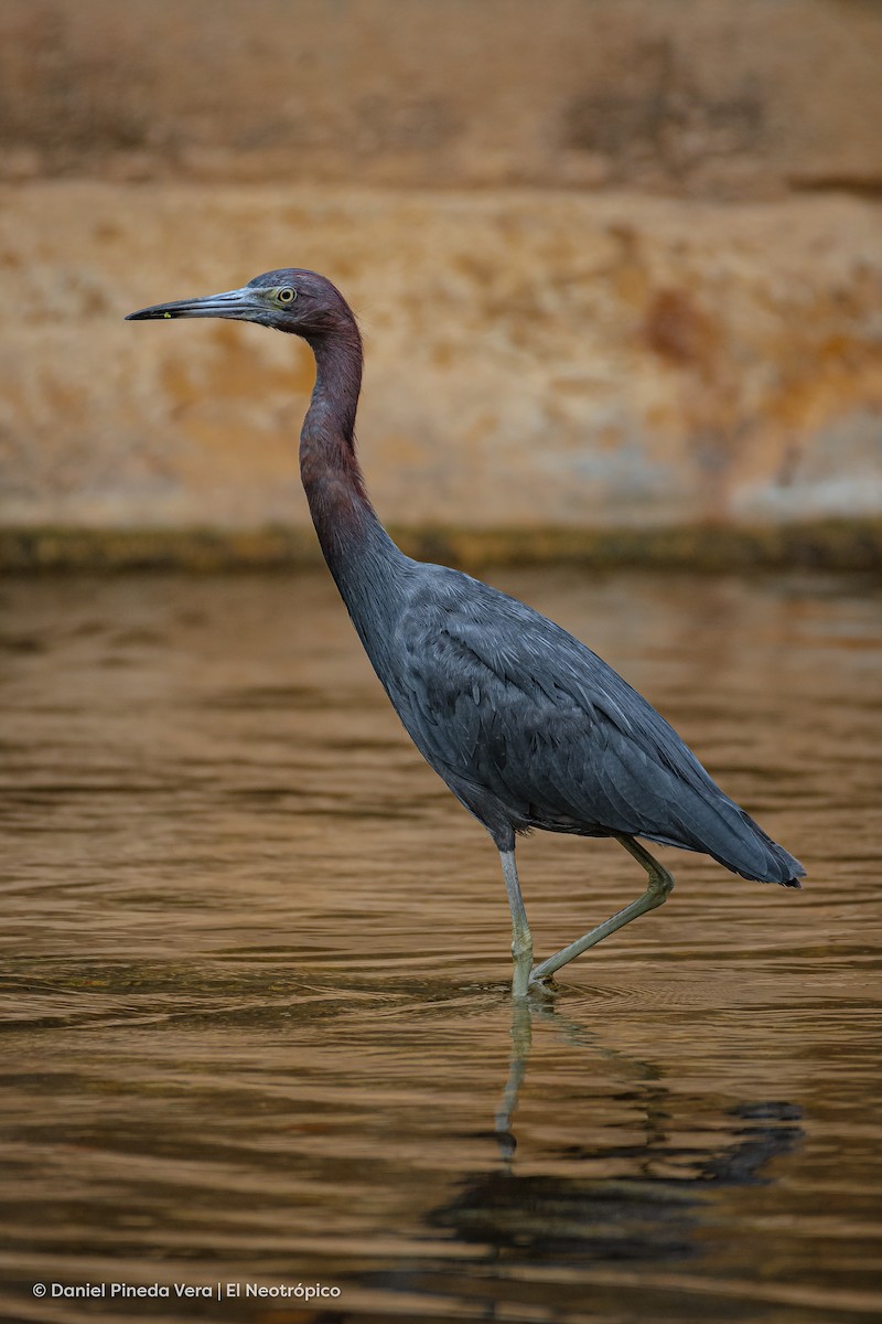 Little Blue Heron - ML382208091