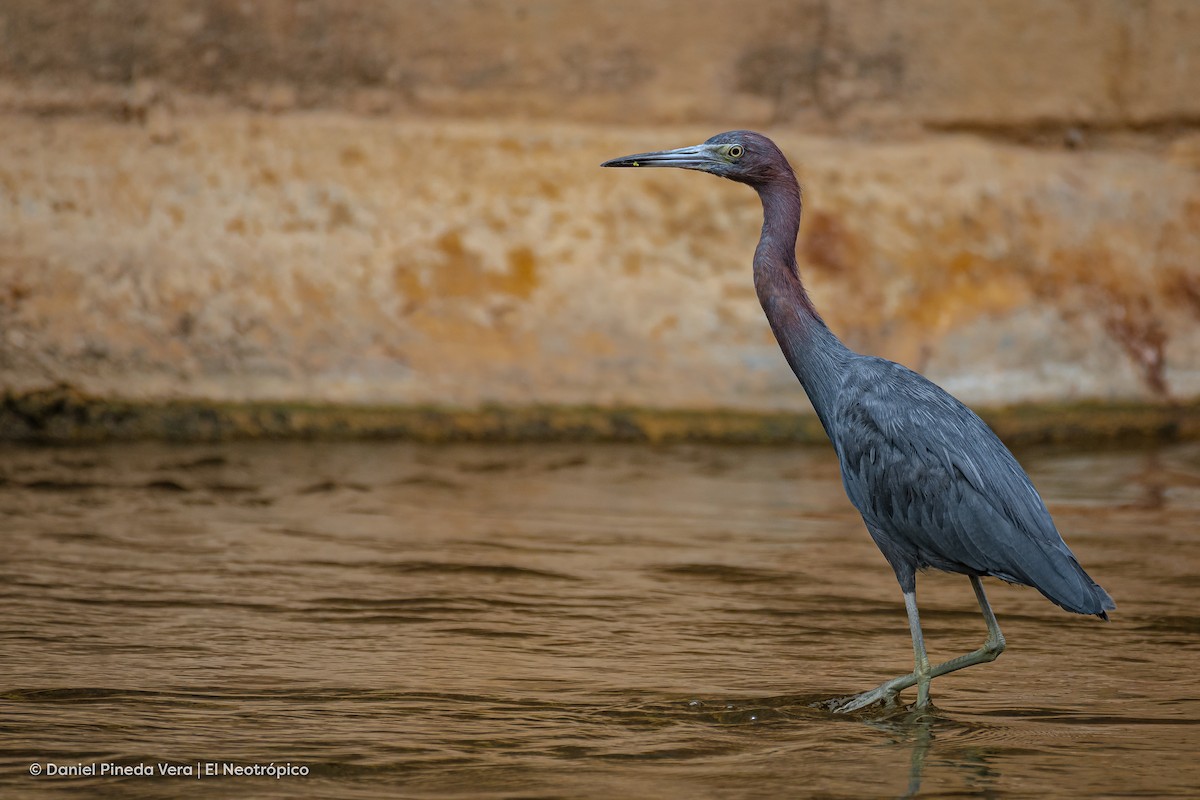 Little Blue Heron - ML382208111