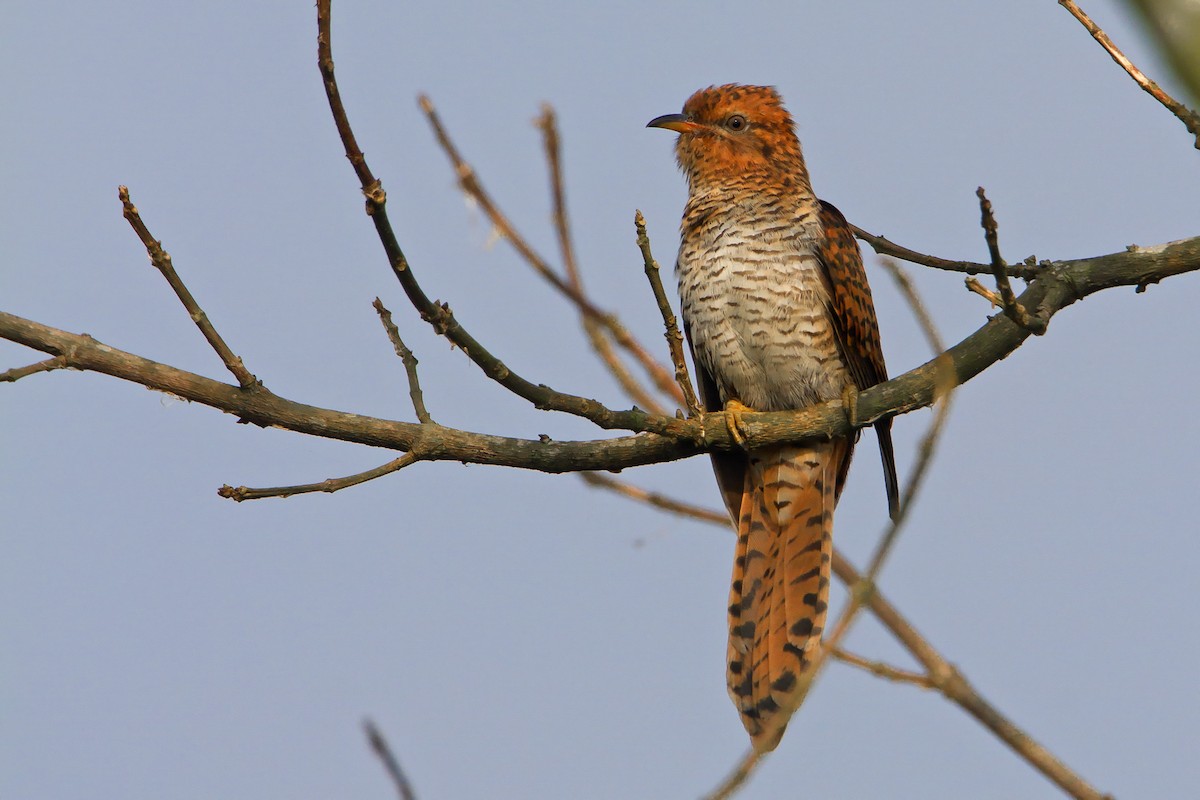 Gray-bellied Cuckoo - ML382208571