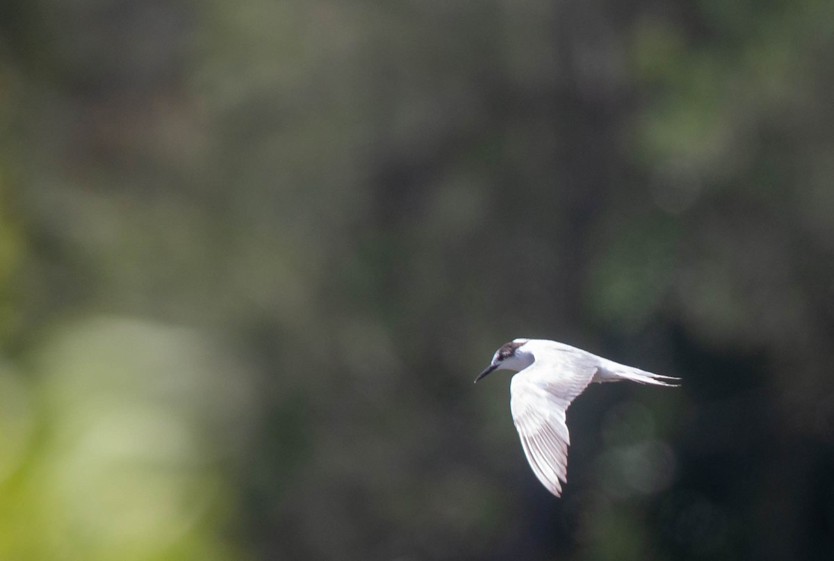 Common Tern - Geoff Dennis