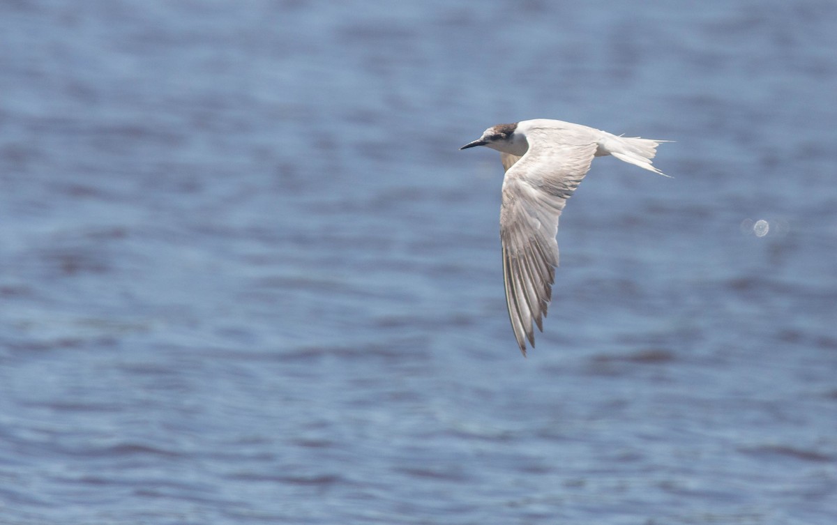 Common Tern - Geoff Dennis