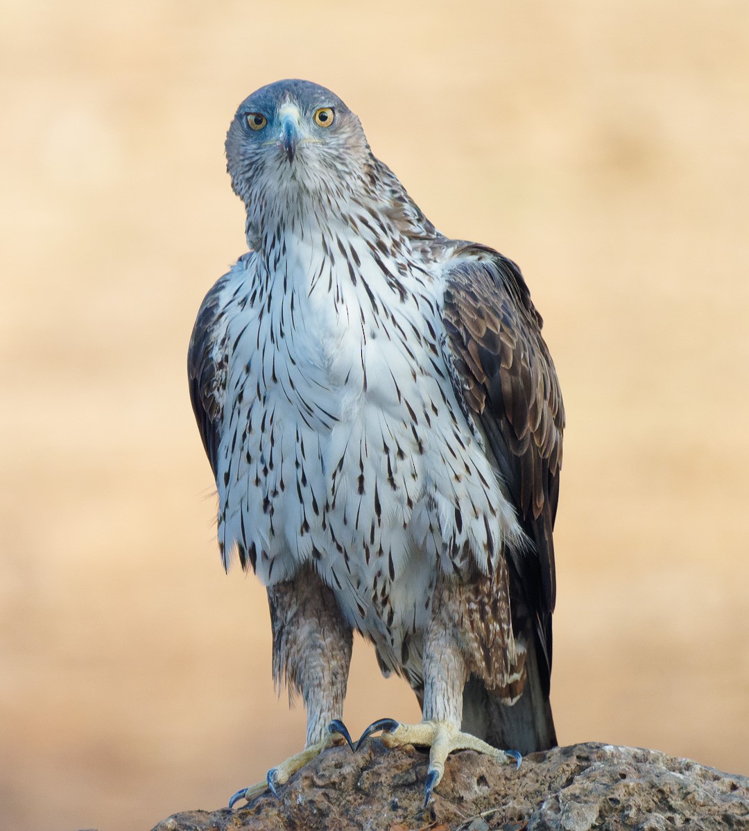 Bonelli's Eagle - ML382210521