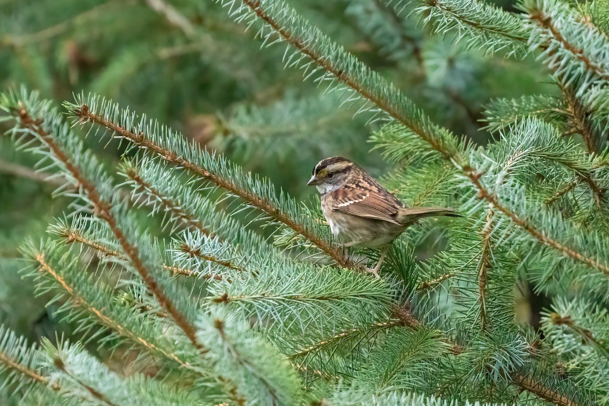 White-throated Sparrow - ML382211561