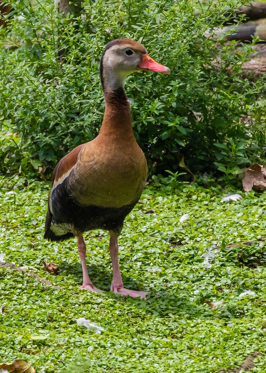 アカハシリュウキュウガモ - ML382211881