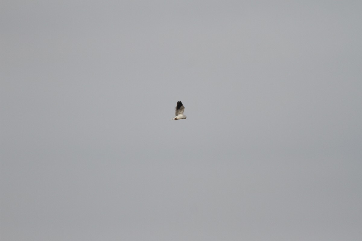 Black-winged Kite - ML38221251