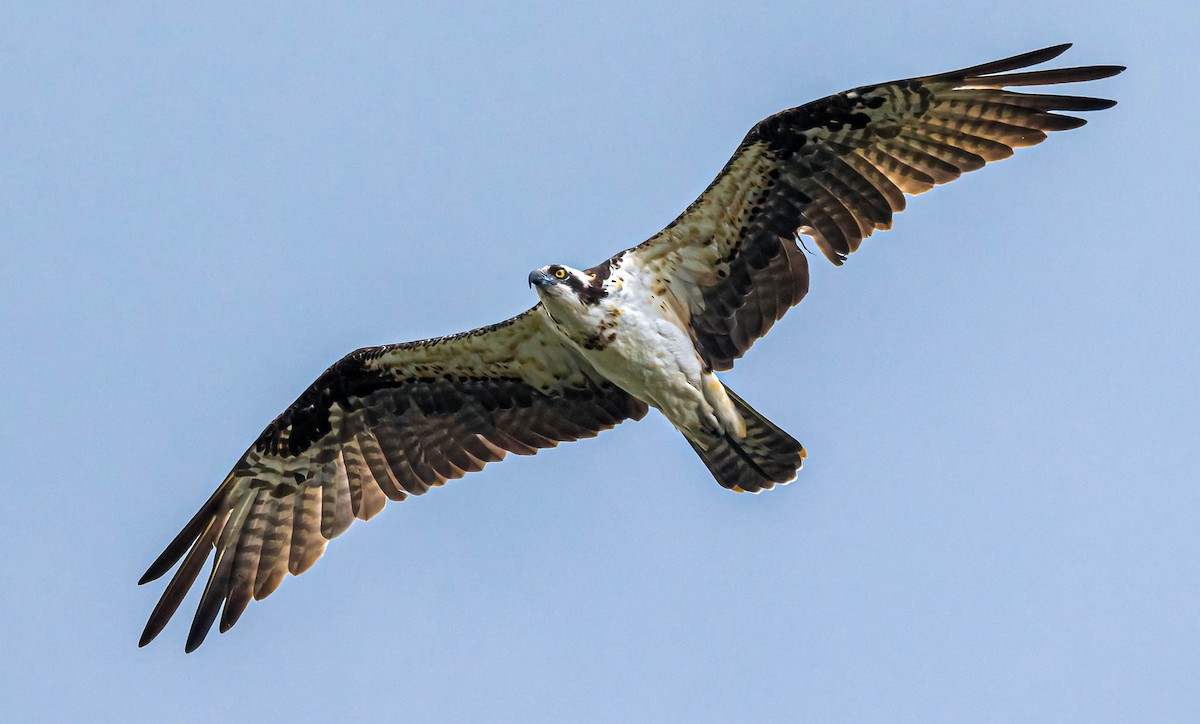 Osprey - ML382212521