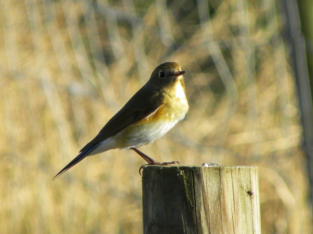Red-flanked Bluetail - ML38221381