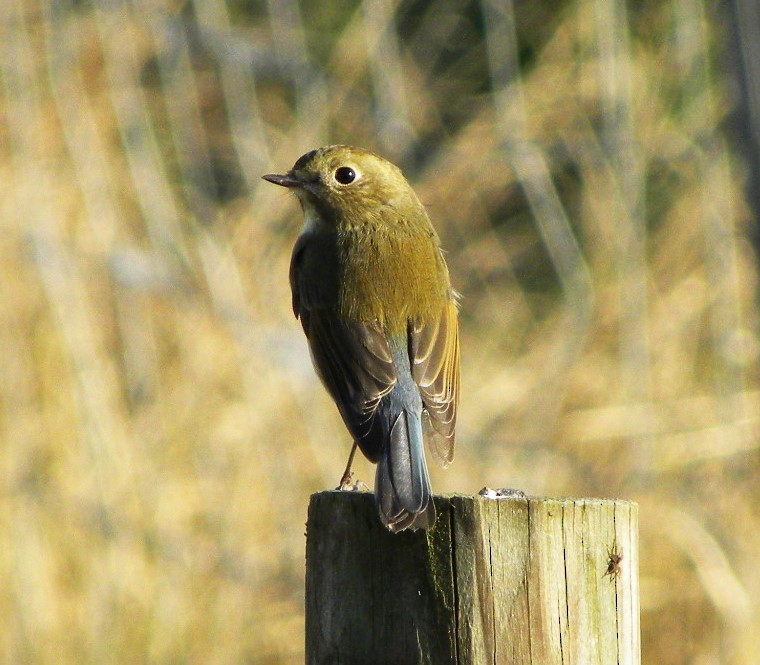 Red-flanked Bluetail - ML38221391