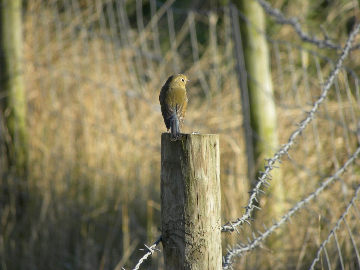 Red-flanked Bluetail - ML38221421