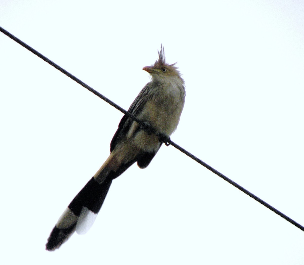 Guira Cuckoo - ML382214881