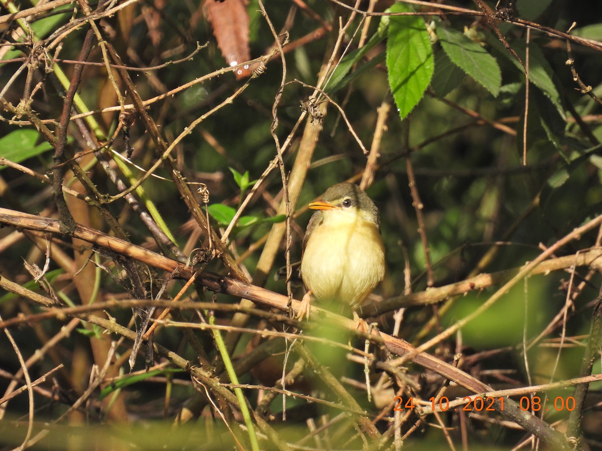 Ashy Prinia - ML382215421