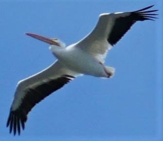 American White Pelican - Rob Saunders